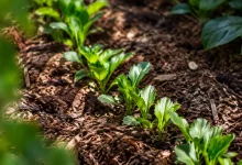 Jeunes vivaces alignees sur paillage brun au jardin