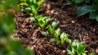 Jeunes vivaces alignees sur paillage brun au jardin