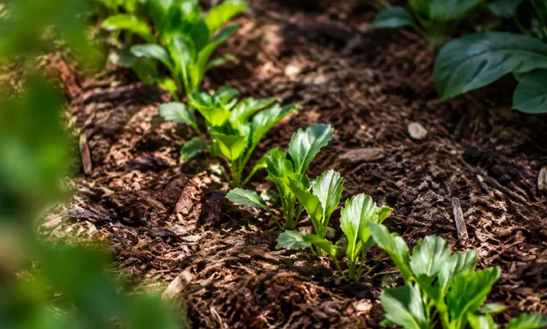 Jeunes vivaces alignees sur paillage brun au jardin