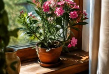 Laurier-rose en pot sur un rebord de fenetre