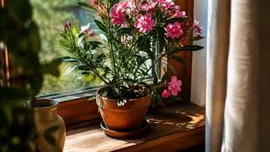 Laurier-rose en pot sur un rebord de fenetre