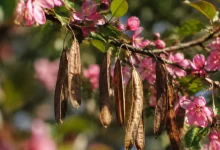 Longues cosses seches suspendues a un arbuste fleuri rose
