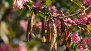 Longues cosses seches suspendues a un arbuste fleuri rose