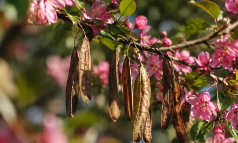 Longues cosses seches suspendues a un arbuste fleuri rose