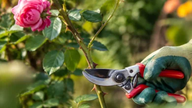 Main gantée coupant une tige de rosier au secateur