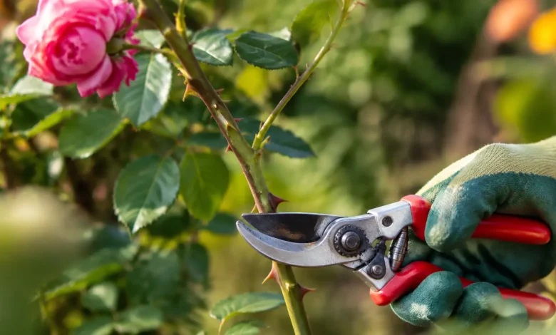 Main gantée coupant une tige de rosier au secateur