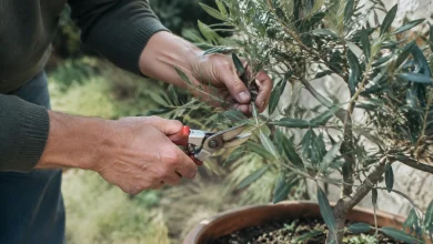 Main taillant une branche d'olivier en pot