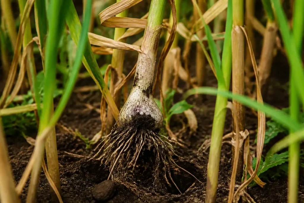 Mains arrachant un plant d'ail dans la terre