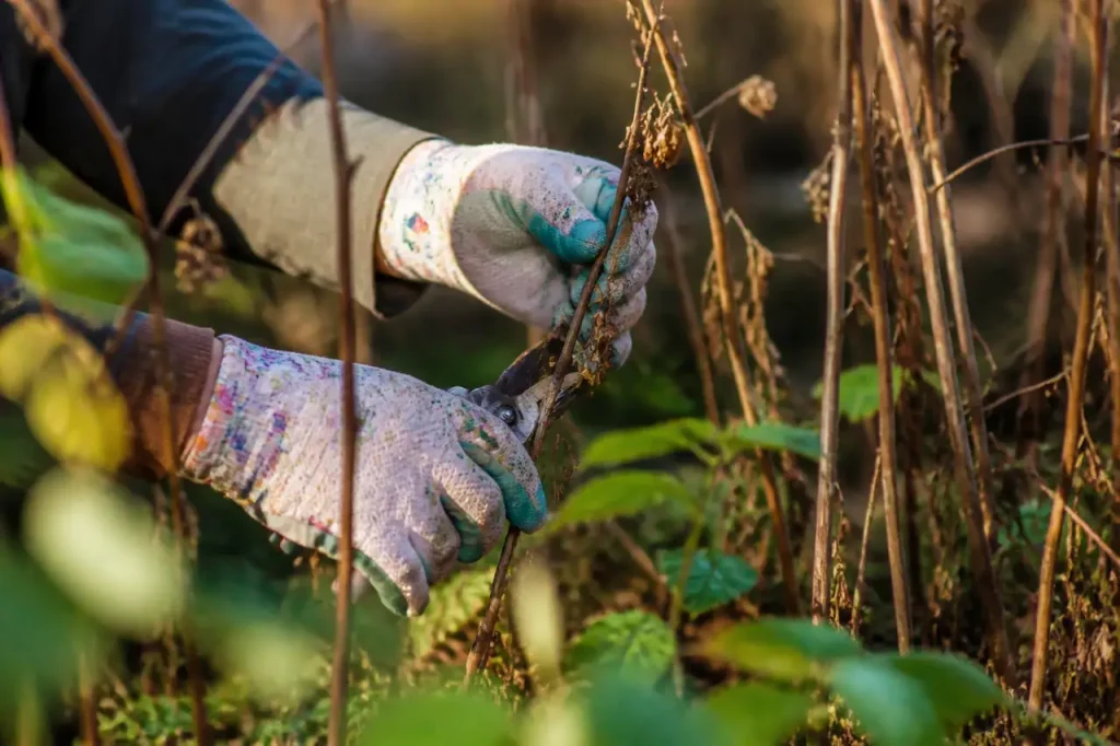Mains gantees retirant tiges brunes seches sur framboisier