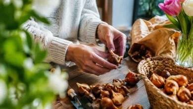 Mains posant des bulbes de tulipes sur une table