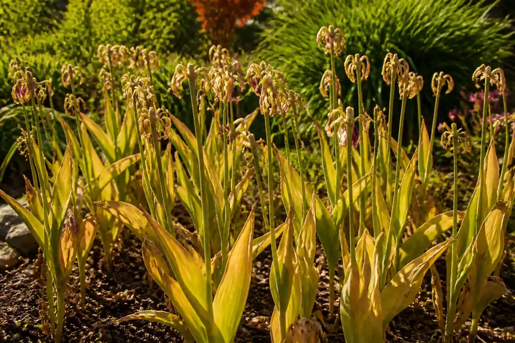 Massif de tulipes fanees avec feuillage jaunissant au jardin