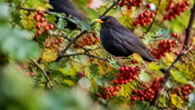 Merles perchés sur des branches chargées de fruits rouges