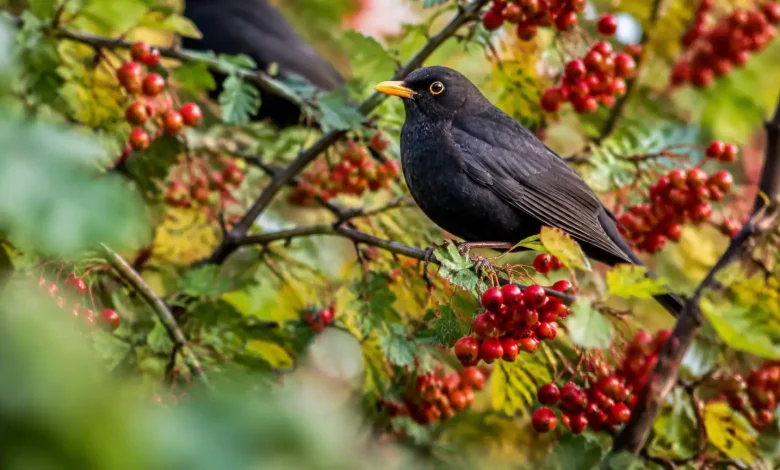 Merles perchés sur des branches chargées de fruits rouges