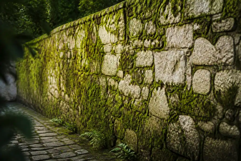 Mur de pierre claire couvert de mousse verte