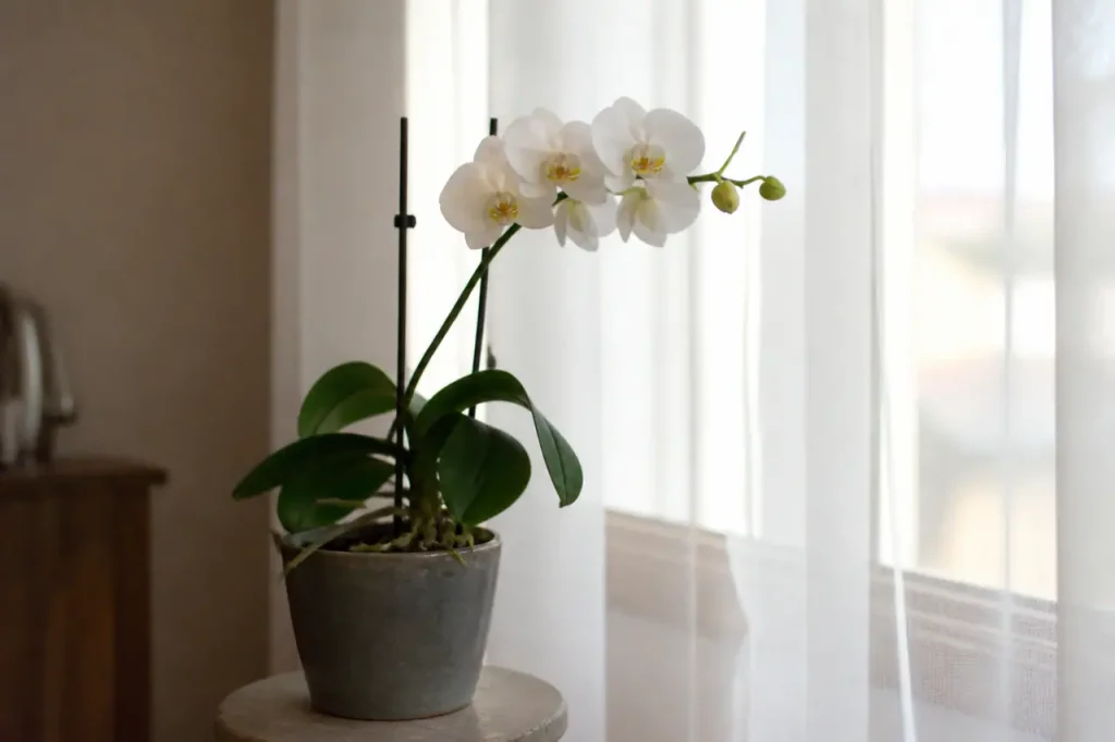 Orchidee Phalaenopsis pres dune fenetre avec voilage blanc