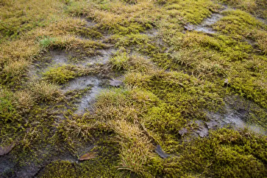 Pelouse jaunie couverte de mousse sur sol detrempe