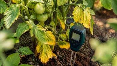 Plant de tomate jauni, sonde de pH en terre