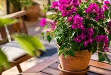 Plante aux fleurs magenta posee sur une terrasse