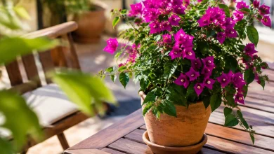 Plante aux fleurs magenta posee sur une terrasse