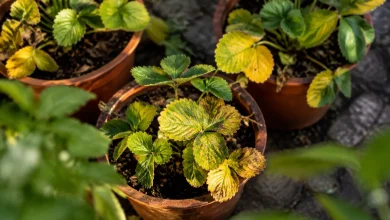 Plants de fraises aux feuilles jaunies, pots au sol