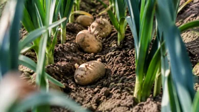 Pommes de terre germees entre des rangs de poireaux