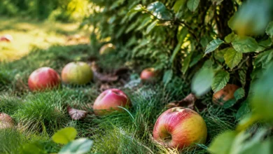 Pommes tombees dans lherbe pres dune haie