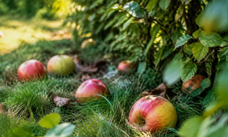 Pommes tombees dans lherbe pres dune haie