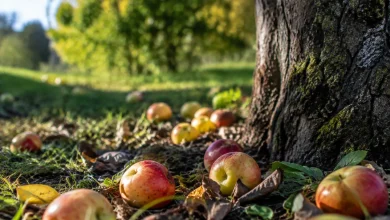 Pommes tombees sur le sol au pied du pommier