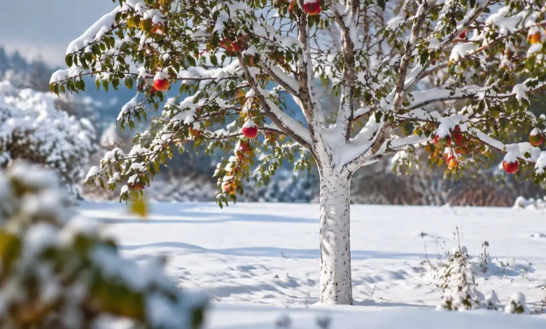 Pommier au tronc blanc debout sous la neige