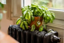 Pot de basilic affaisse sur un radiateur en fonte