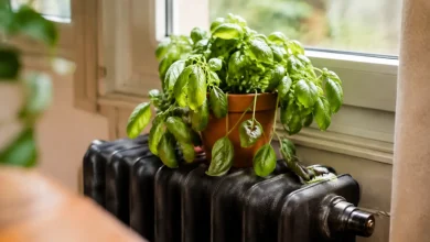 Pot de basilic affaisse sur un radiateur en fonte