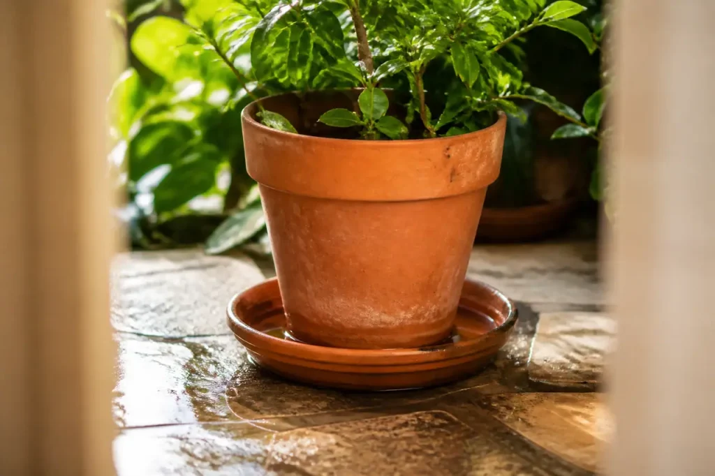 Pot de terre cuite baignant dans sa soucoupe