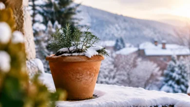 Pot en terre cuite pose sur un rebord enneige