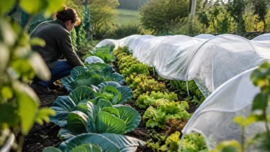 Rangees de choux et salades sous voile blanc