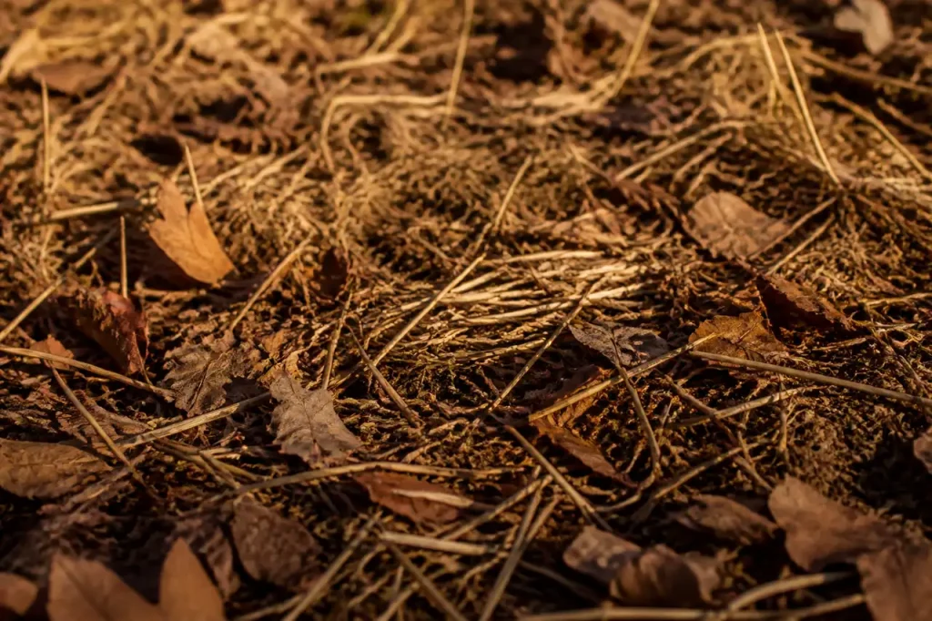 Sol brun couvert de feuilles mortes et de paille