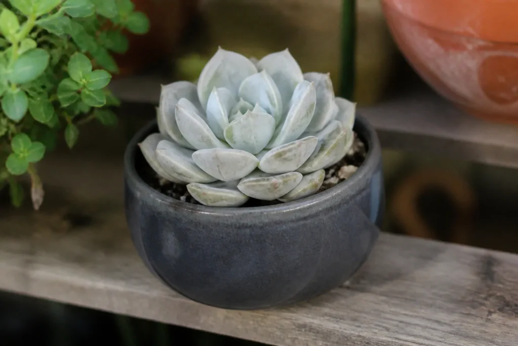 Succulente aux feuilles pales dans un pot sans trou