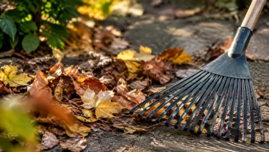 Tas de feuilles mortes sur sol dur, rateau pose