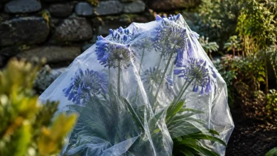 Touffe d'agapanthes en pleine terre couverte d'un voile blanc