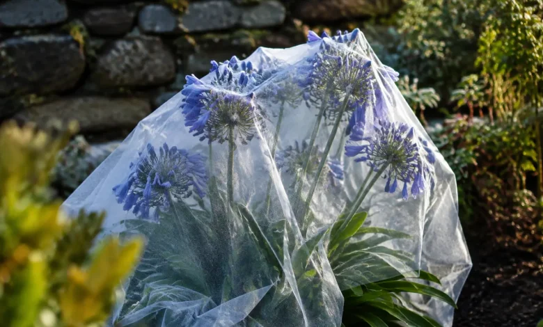 Touffe d'agapanthes en pleine terre couverte d'un voile blanc