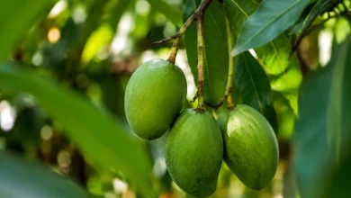 Trois fruits verts pendent a une tige basse