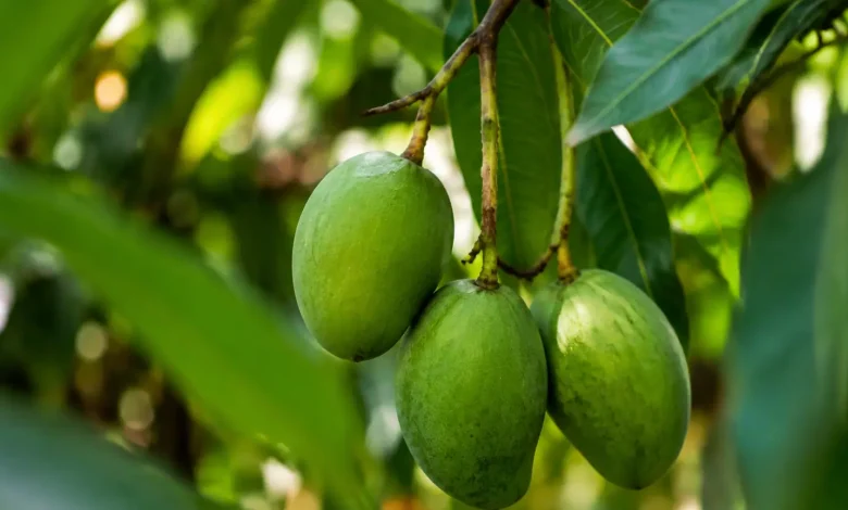 Trois fruits verts pendent a une tige basse