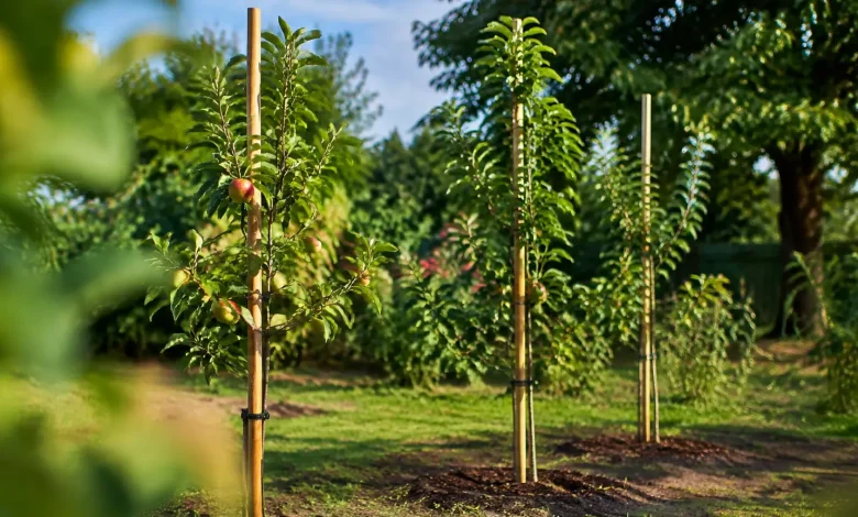 Trois jeunes arbres fruitiers maintenus par tuteurs en bois