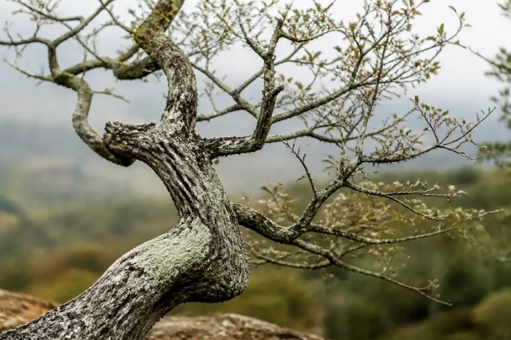 Tronc noueux couvert de lichen gris et ramure clairsemee