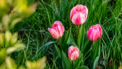 Tulipes roses pointant hors du gazon non tondu