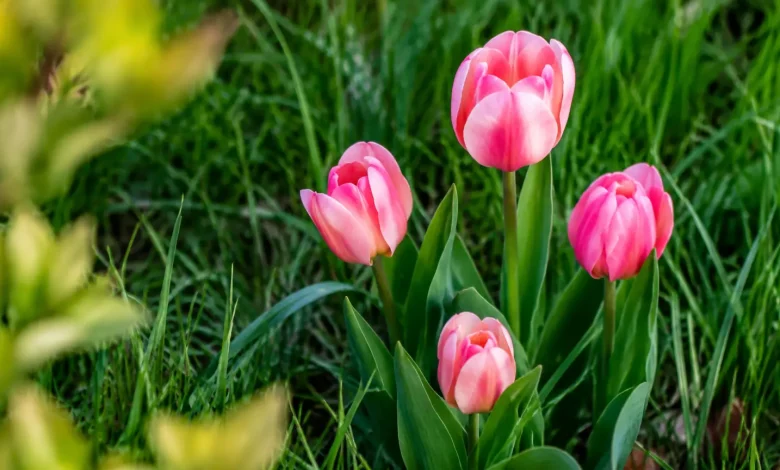 Tulipes roses pointant hors du gazon non tondu